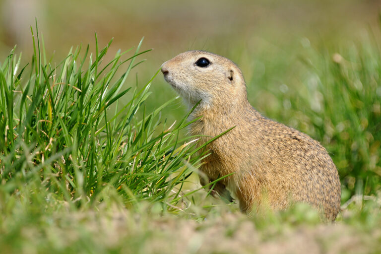 Spermophilus citellus